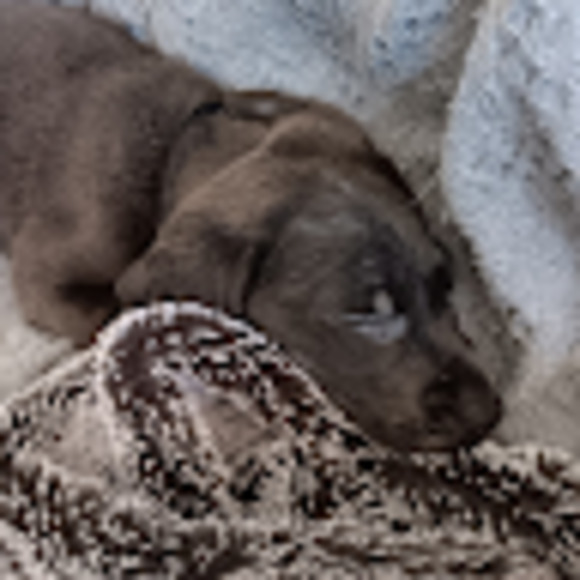 Meet your Posher, Stetson - Picture 1 of 1